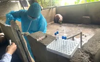 Khởi tố 3 đối tượng thu mua lợn mắc dịch tả lợn châu Phi để giết mổ, tiêu thụ