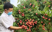 Bắc Ninh thu gần 6.000 tỷ đồng từ vải thiều