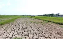 Đồng Nai lên kịch bản ứng phó nguy cơ thiếu nước do El Nino