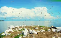 TRỰC TIẾP: Vietnam Wild Live mở màn tại 'thiên đường' chim biển Hòn Trứng - Côn Đảo (12h30, VTVgo)