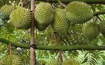 Mã số vùng trồng - “Tấm hộ chiếu” đưa nông sản Việt vươn xa