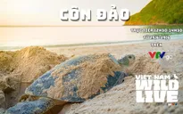 TRỰC TIẾP: Khám phá rùa biển ở Hòn Bảy Cạnh với Vietnam Wild Live (12h30, VTVgo)