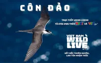 TRỰC TIẾP Vietnam Wild Live: Lạc bước giữa Hòn Bông Lan - mái nhà kỳ thú của chim biển