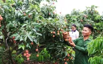Vải thiều Bắc Ninh đẩy mạnh thị trường tiêu thụ nâng cao hiệu quả doanh thu