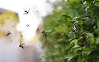 4 hành động đẩy lùi sốt xuất huyết