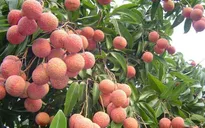 Bắc Ninh thu kỷ lục hơn 7.200 tỷ đồng từ vải thiều