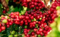 Giá cà phê tiếp tục tăng