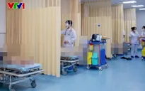 8 người đi cấp cứu vì ong vò vẽ đốt