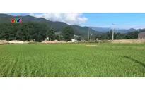 Áp lực chi phí đè nặng lên ngành nông nghiệp Nhật Bản
