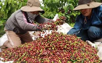 Cà phê lên gần 98.000 đồng/kg