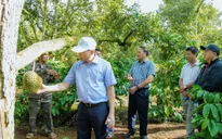Siết chặt quản lý, thị trường sầu riêng Đắk Lắk dần ổn định trước vụ thu hoạch