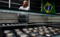 Brazil dùng “dấu vân tay địa chất” truy nguồn vàng lậu