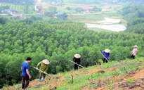 Tháo gỡ điểm nghẽn dữ liệu vùng trồng cho xuất khẩu lâm sản