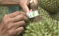 Mã số vùng trồng: Từ 'giấy thông hành' đến nền tảng nông nghiệp bền vững