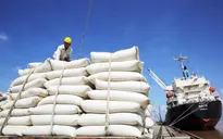 Giá gạo xuất khẩu duy trì ở mức cao