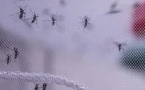 Cảnh báo số ca nhiễm virus Tây sông Nile gia tăng khắp châu Âu