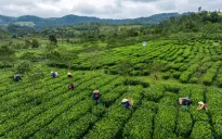 Sở hữu trí tuệ nâng tầm kinh tế tập thể vùng chè Quảng Ngãi
