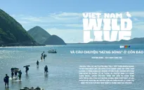 Vietnam Wild Live và câu chuyện "hứng sóng" ở Côn Đảo