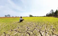 El Nino có thể khiến xâm nhập mặn ở Đồng bằng sông Cửu Long gia tăng mạnh