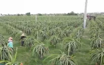 Đơn giản hóa thủ tục cấp mã số vùng trồng