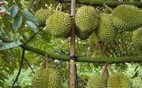 Đắk Lắk đề nghị gỡ vướng cho sầu riêng xuất khẩu