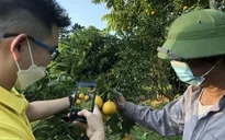 Nông sản Việt tăng tốc lên sàn thương mại điện tử