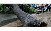 Hai người đi xe máy bị cây rừng đổ trúng ở Lâm Đồng