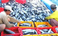 Nhận diện những 'nút thắt' để xuất khẩu thủy sản cán đích 12,5 tỷ USD