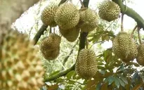Xử lý nghiêm gian lận mã số vùng trồng, cơ sở đóng gói