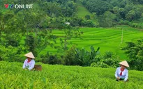 Phú Thọ: Khẳng định giá trị thương hiệu cây chè Đất tổ