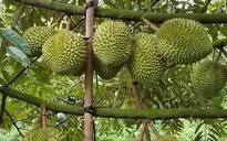 Đơn giản cấp mã số vùng trồng, siết chặt hậu kiểm