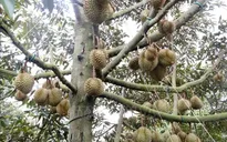 Không để xuất khẩu "chờ" mã số