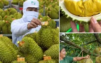 Không mở rộng diện tích sầu riêng; tập trung nâng cao năng suất, chất lượng