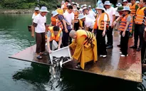 Không thu gom động vật số lượng lớn để phóng sinh