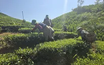 Ứng dụng khoa học công nghệ nâng tầm sản phẩm OCOP xứ Thanh