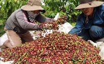 Giá cà phê trong nước tăng