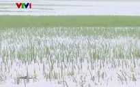 Hơn 17.200 ha lúa ngập, hàng nghìn gia súc và gia cầm chết do mưa lũ