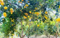 Thu hồi đất nông nghiệp đứng tên chồng, vợ có được hỗ trợ?