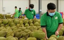 Rà soát tiêu chuẩn, giảm rủi ro cho nông sản xuất khẩu