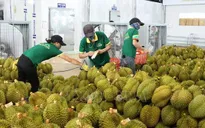 Sầu riêng - Động lực chính cho xuất khẩu rau quả Việt Nam