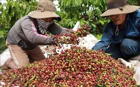 Giá cà phê giảm tại các tỉnh Tây Nguyên