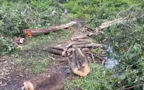 Cây bạch đàn đổ, đè chết người đang dọn vườn