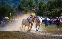 Bông hồng giữ lửa đường đua Hội đua bò Chùa Rô