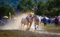 Hôm nay (13/9) diễn ra Hội đua bò truyền thống Chùa Rô