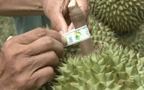 Đơn giản hóa thủ tục quản lý mã số vùng trồng