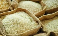Đa dạng thị trường xuất khẩu gạo