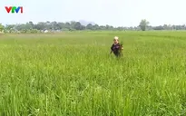 Gần 24.000 hecta lúa, hoa màu bị ngập, thiệt hại do mưa lớn