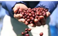 Giá cà phê trong nước đi ngược thế giới