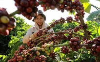 Giá cà phê trong nước phục hồi