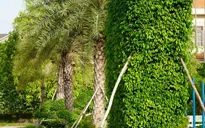 Xóa tư cách Chủ tịch 3 huyện liên quan vụ án Cây xanh Công Minh